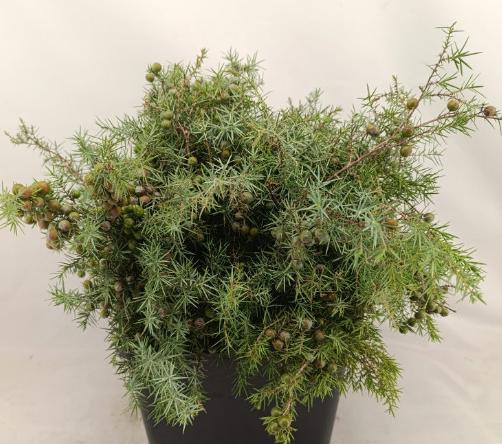 5x Ko juniperus jenever bes 60cm