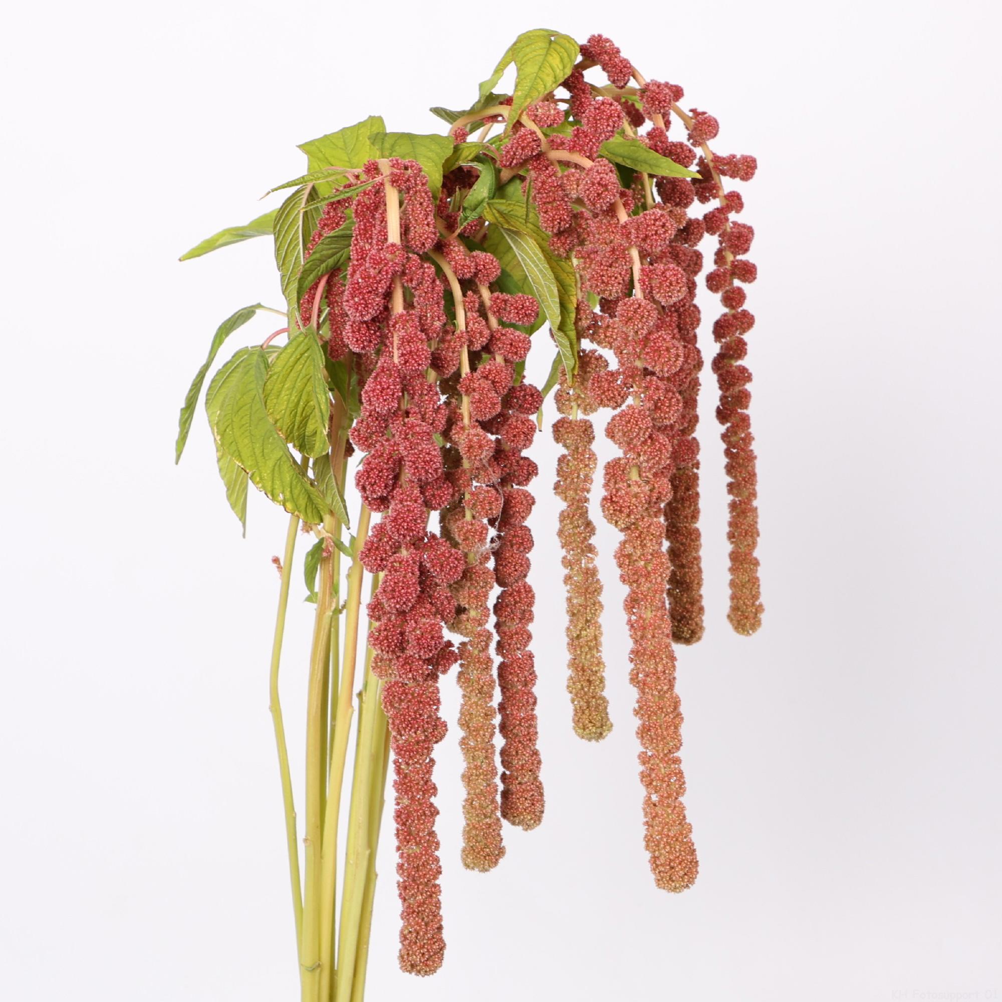 10x Amaran.hang coral fountain 80cm