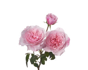 12x Rosa sweet antike freelander 50cm
