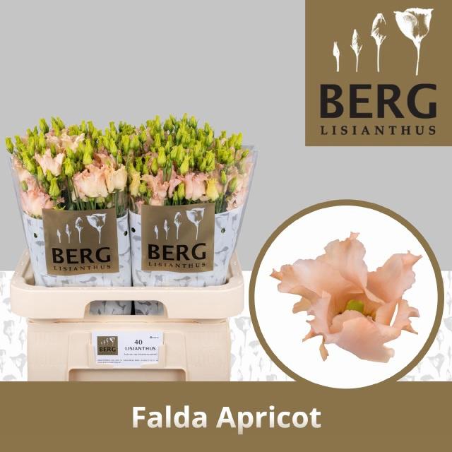 10x Eust.falda apricot en 70cm