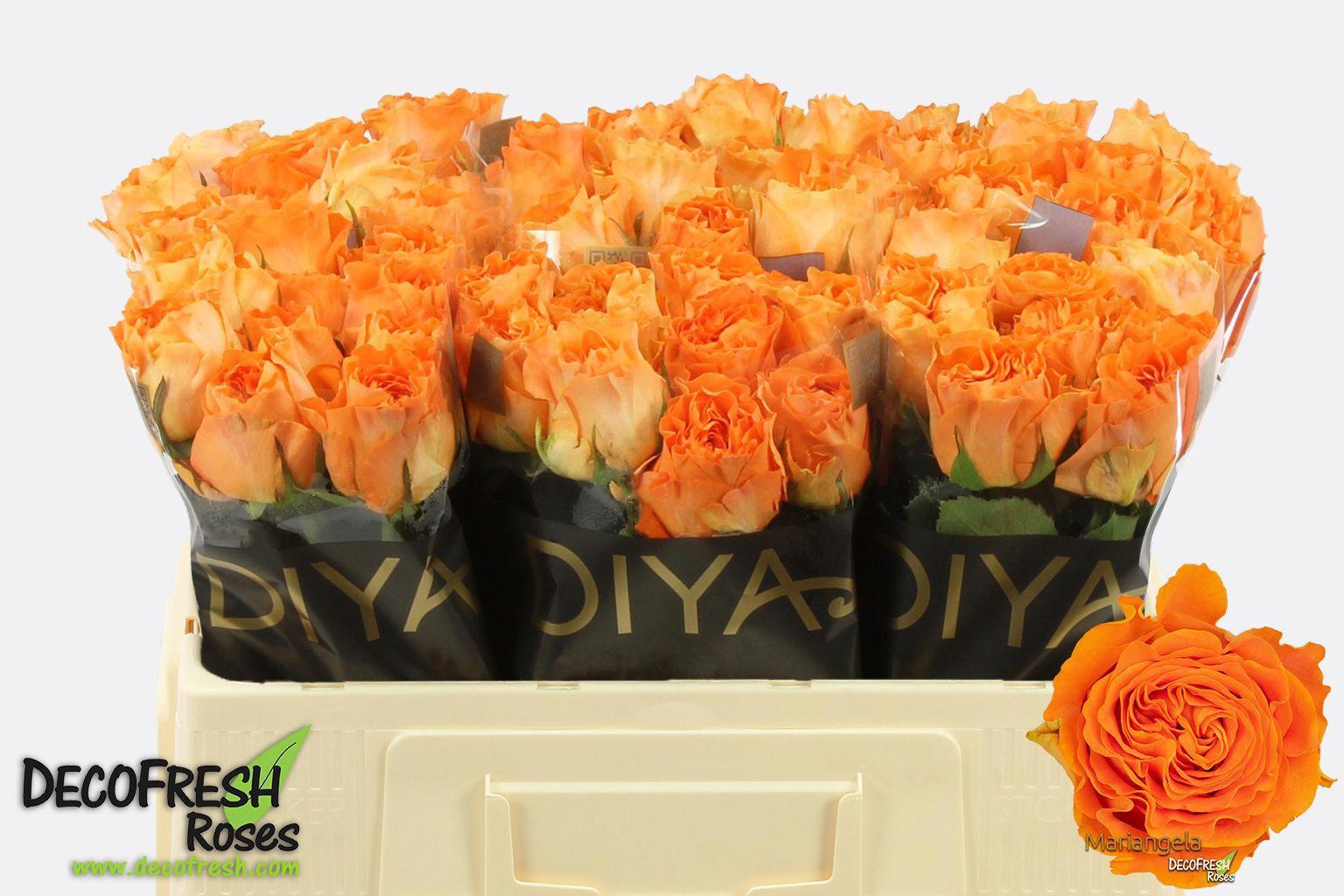 20x Rosa marieangela+ 50cm