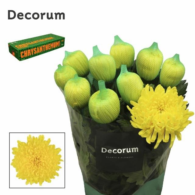 10x Chrysant maracuja 70cm