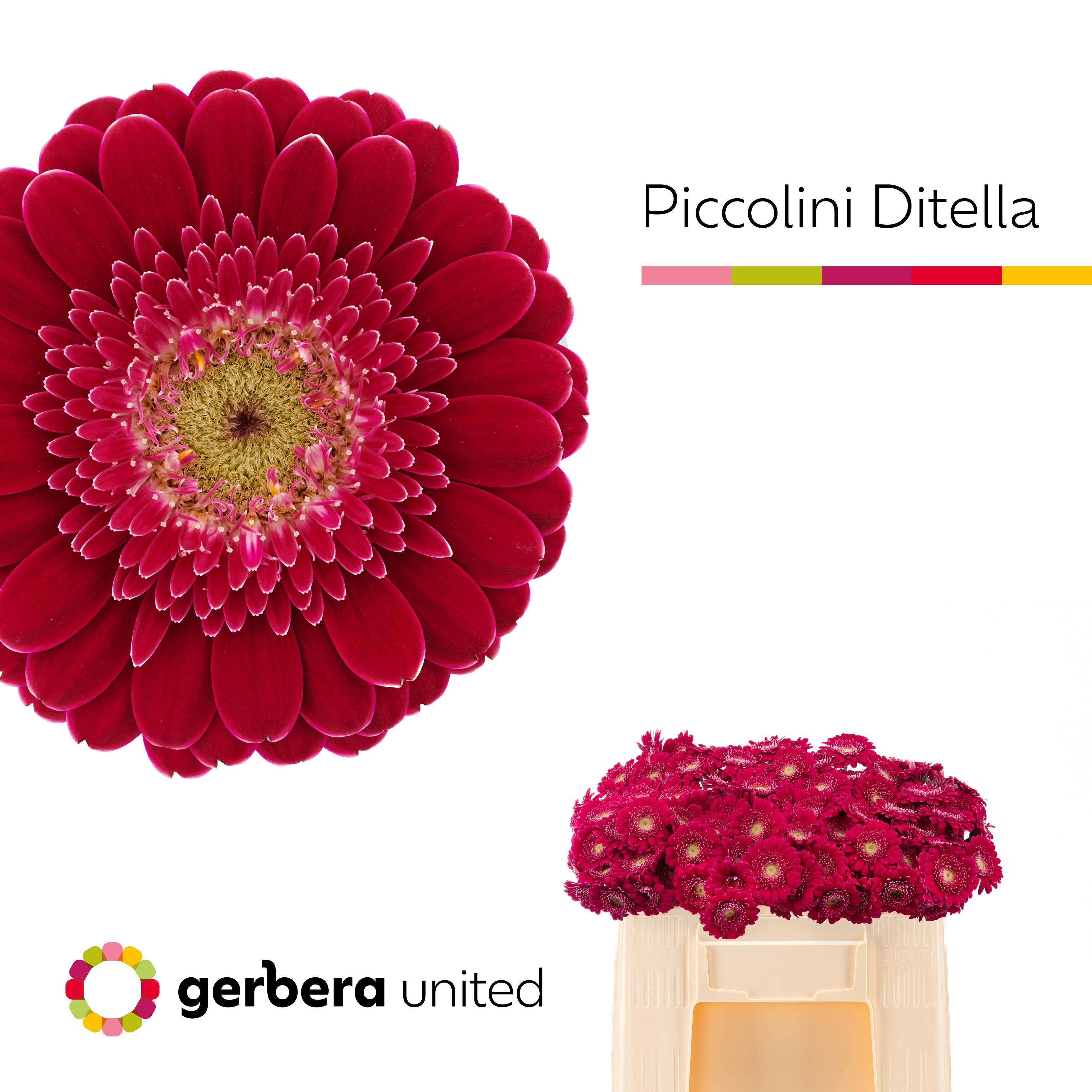20x Germ.pic.ditella 50cm