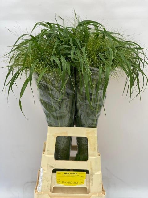 50x Gs panicum fountain 80cm
