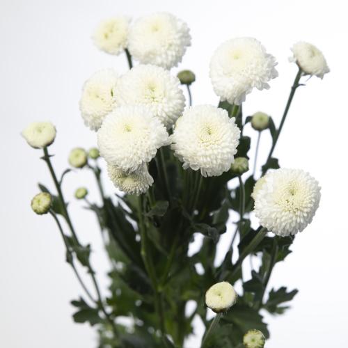10x Chrysant newton 70cm