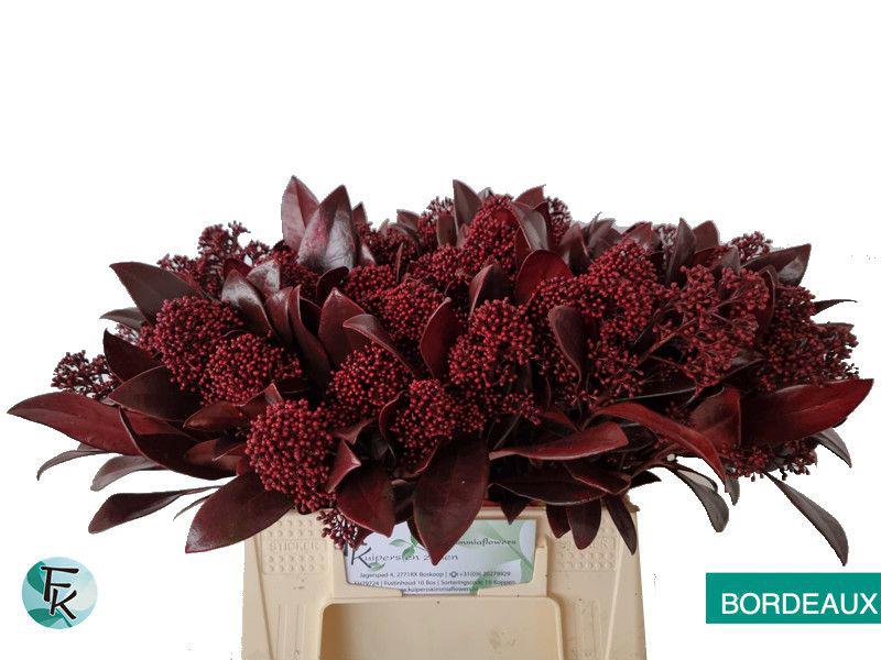 5x Skimmia bordeaux 40cm