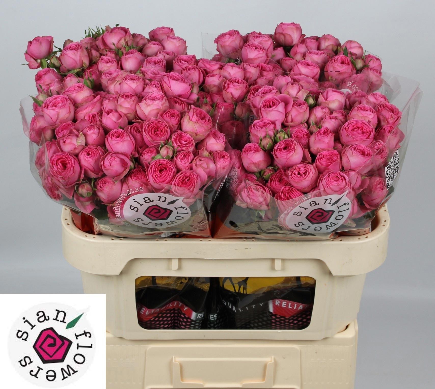 10x Rosa giselle! 70cm