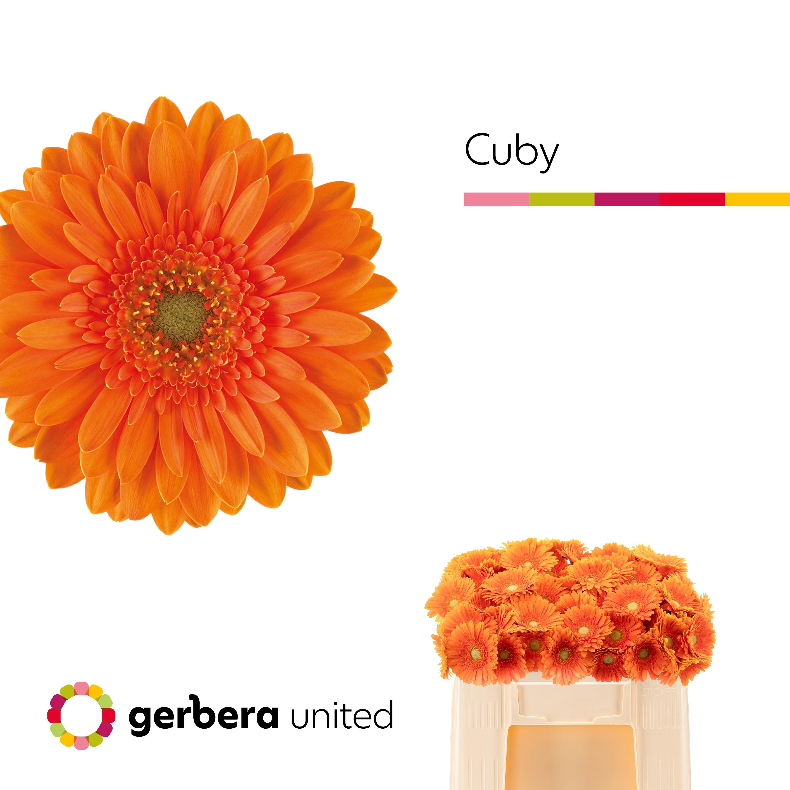 20x Germ.cuby 50cm