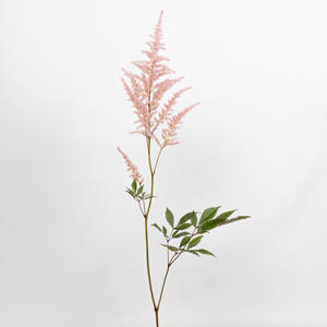 20x Astil.erika 60cm