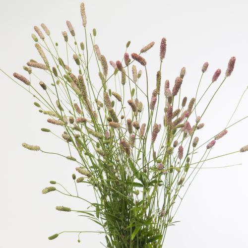 50x Sanguisorba pink tanna 80cm