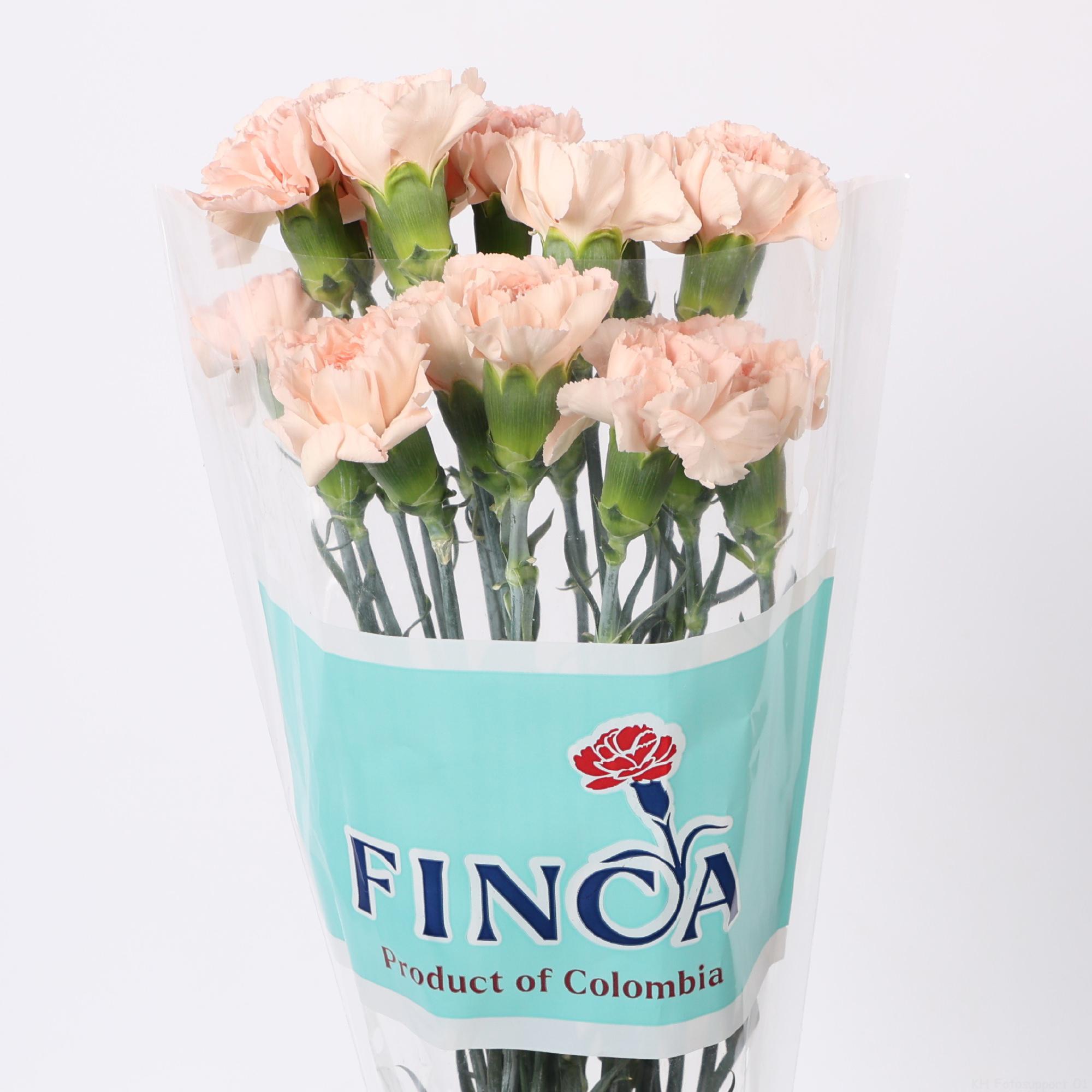 20x Dian.st.peach novia 70cm