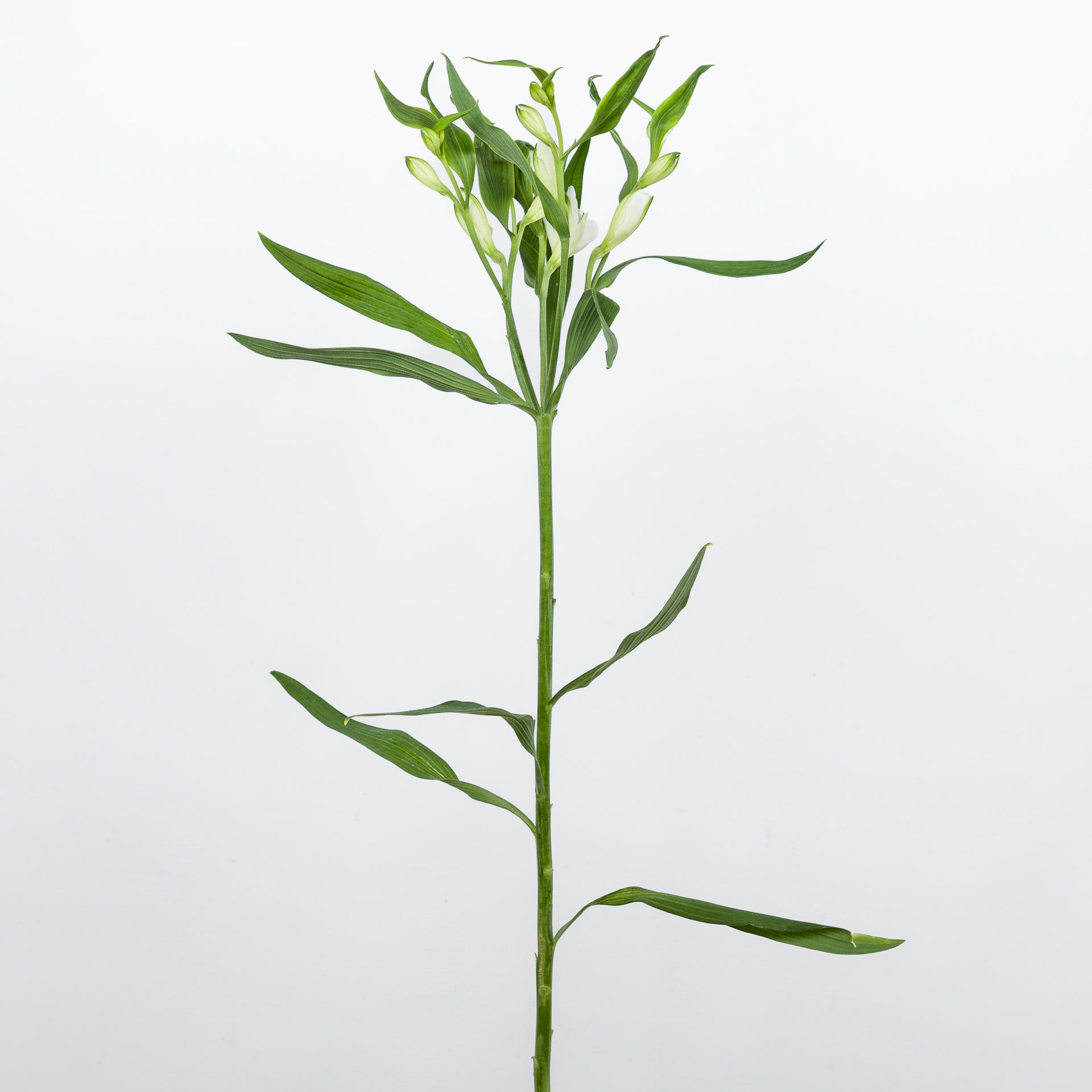 10x Alstroemeria flor.charmelia blanca 70cm
