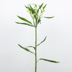 10x Alstroemeria flor.charmelia blanca 70cm