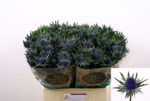 10x Eryngium aquarius questar 60cm