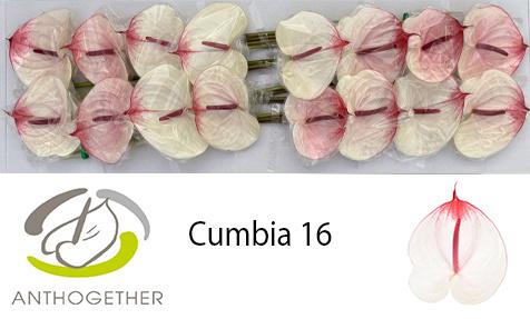16x Anth.cumbia 10cm