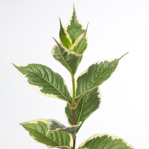 10x Sg weigela nana variegata 60cm