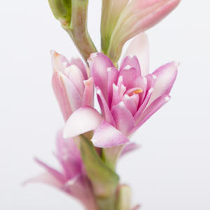 10x Polianthes tub.pink sapphire 70cm