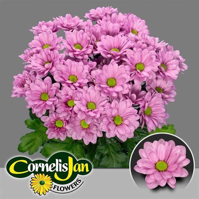 10x Chrysant resq 70cm