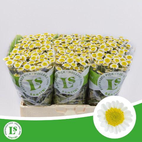25x Chrysant san.sun up 50cm