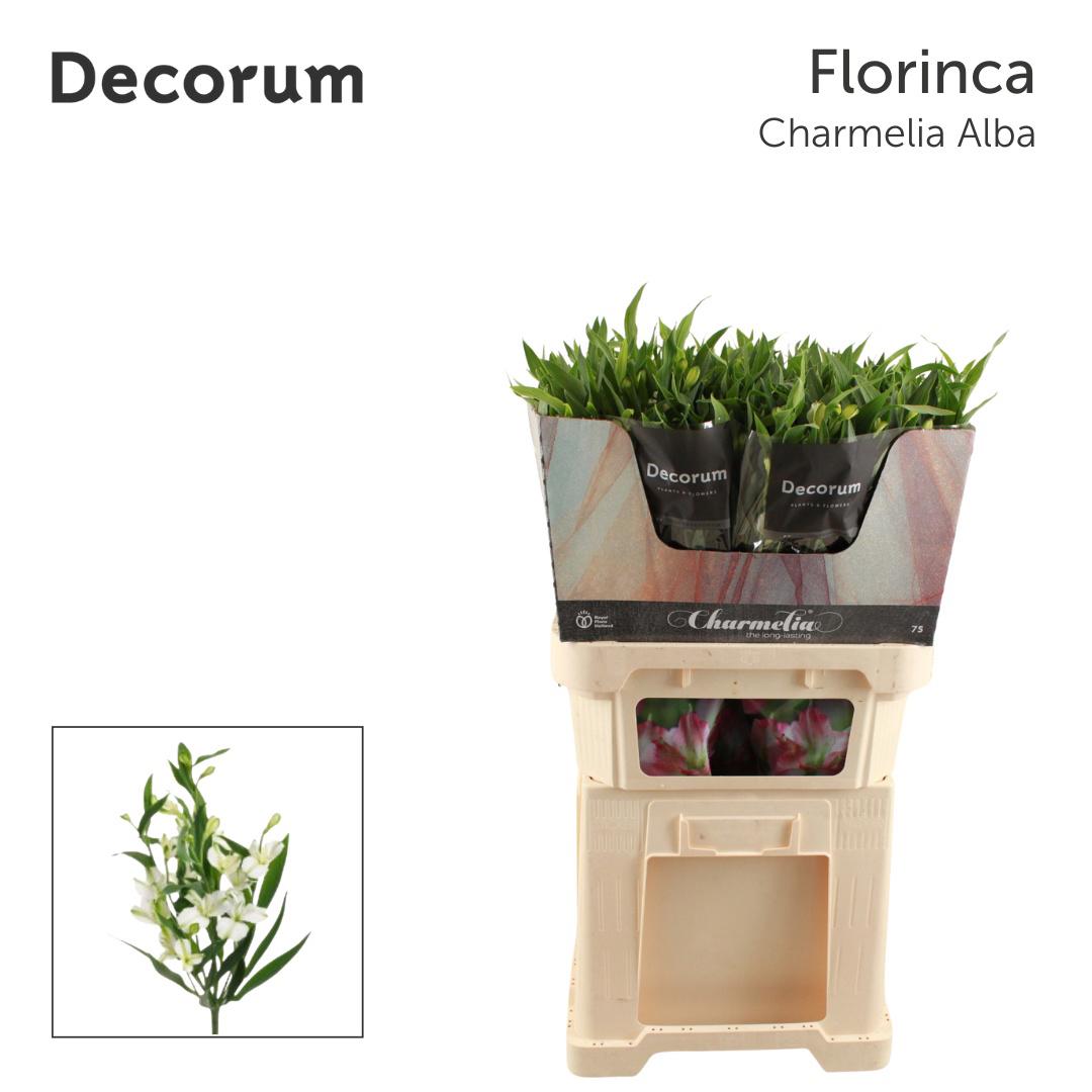 10x Alstroemeria flor.charmelia alba 70cm