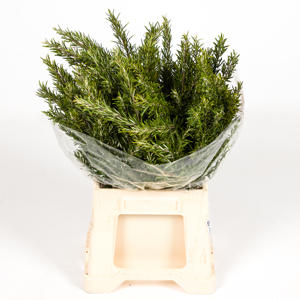 5x Sg rosmarinus officinalis 50cm