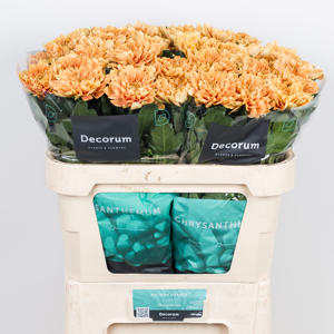 10x Chrysant kalimba orange 70cm