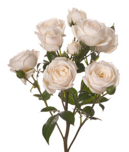 24x Rosa gard.snow ballet 50cm