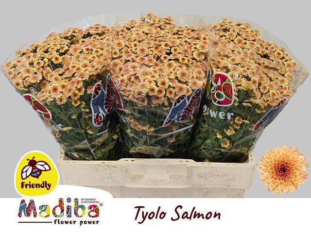 25x Chrysant san.madiba tyolo salmon 50cm