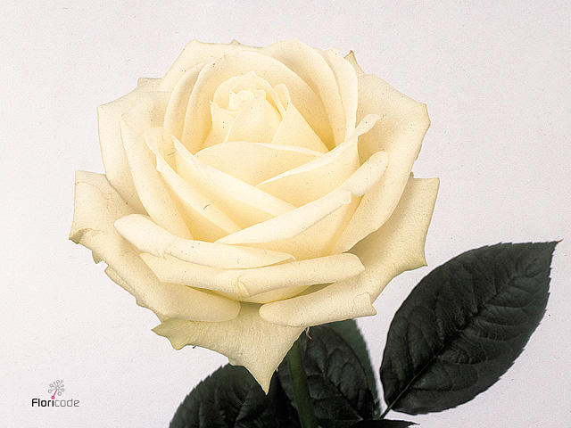 20x Rosa nova zembla+ 60cm