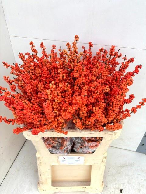 10x Ilex winter gold 80cm