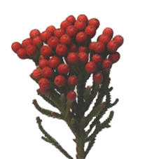 10x Pg brunia red 40cm