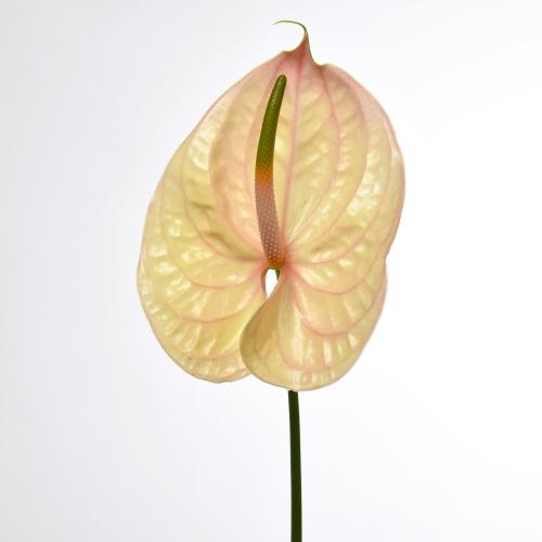 10x Anth.nunzia 10cm