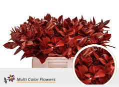 50x Sg ruscus rood 60cm