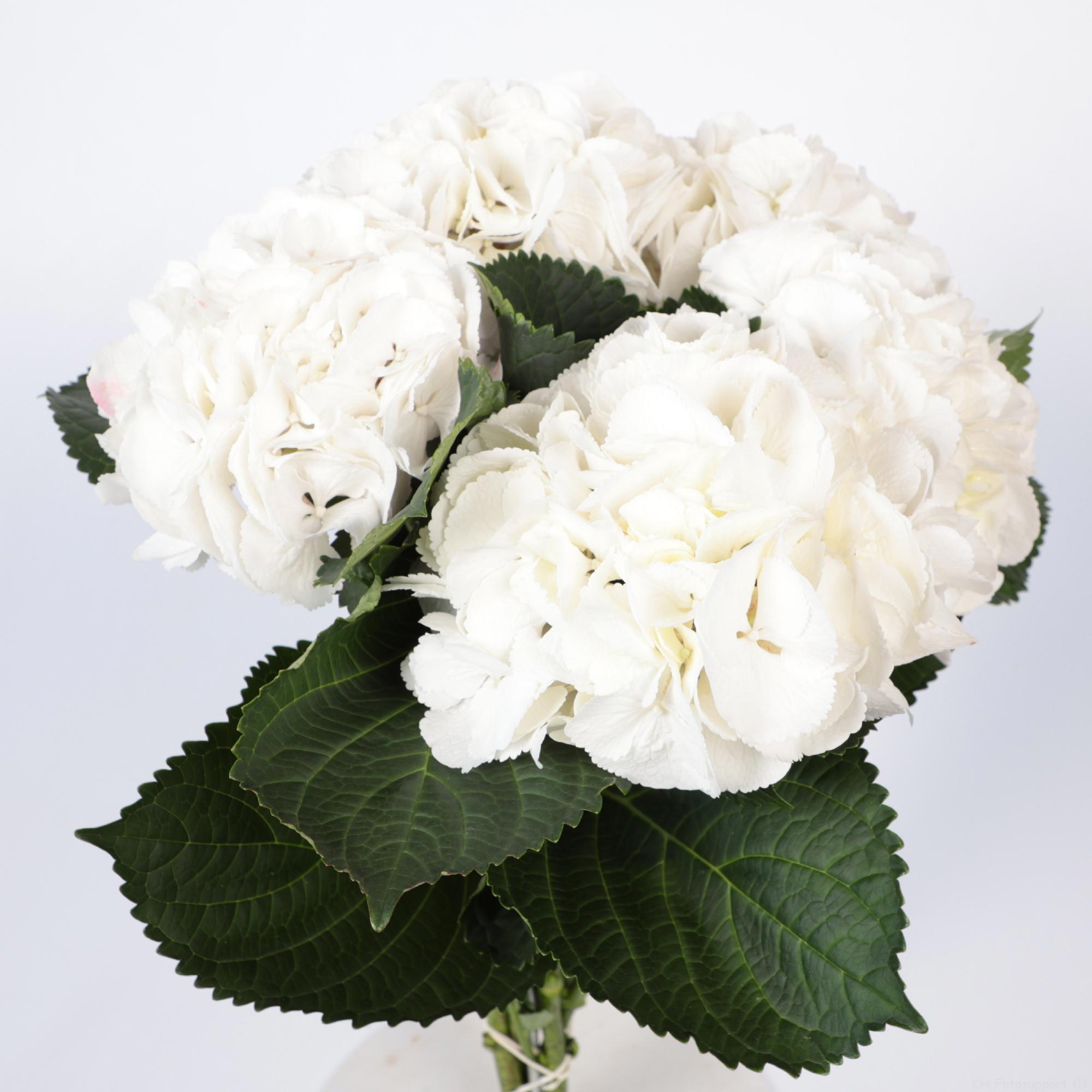 10x Hydr.white verena 50cm