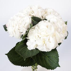 10x Hydr.white verena 60cm