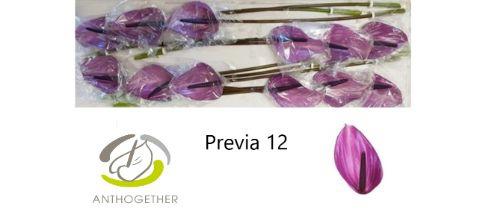 12x Anth.previa 10cm