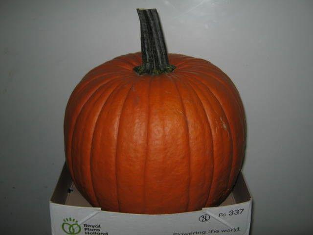 1x Sf cucurbita halloween