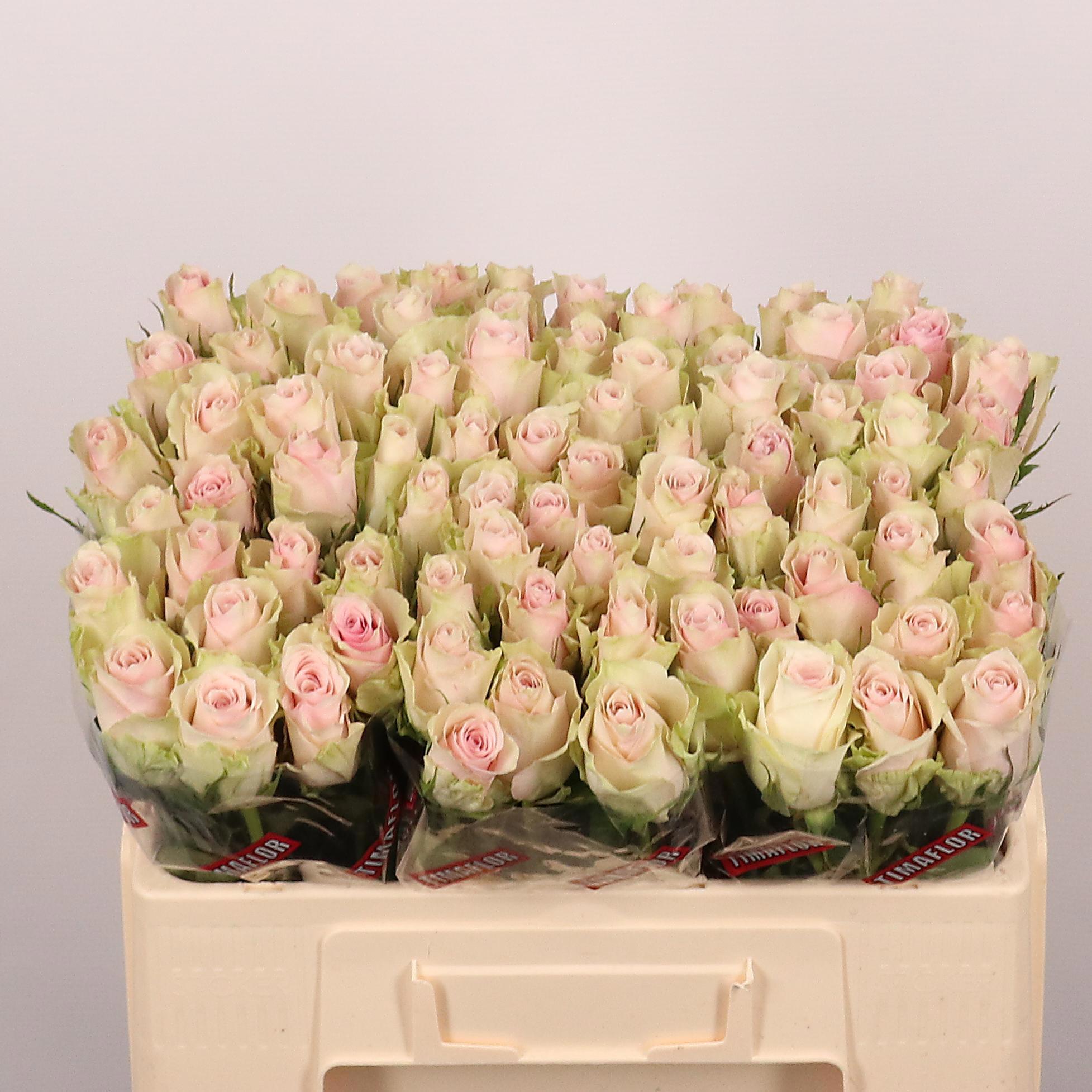20x Rosa pink athena 50cm