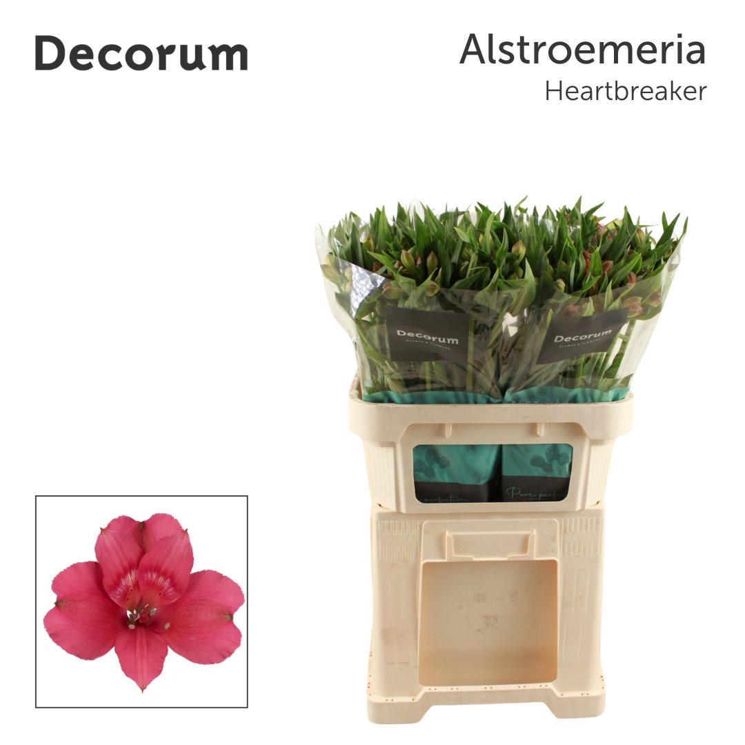 10x Alstroemeria heartbreaker 70cm