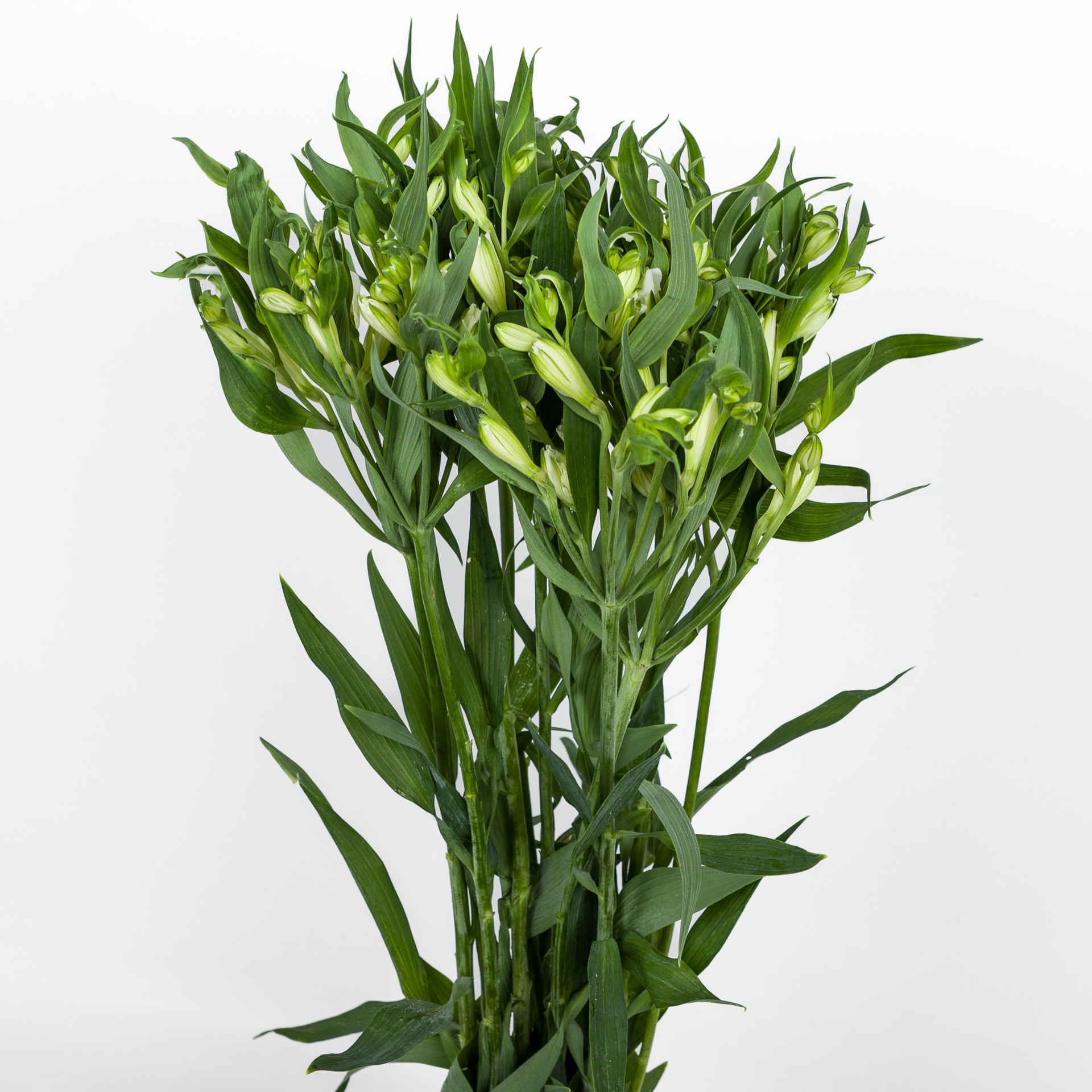 10x Alstroemeria flor.charmelia blanca 70cm