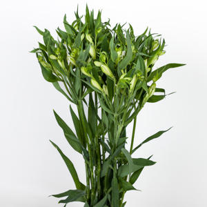 10x Alstroemeria flor.charmelia blanca 70cm