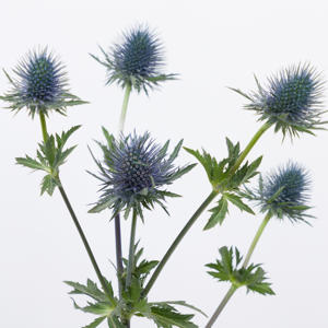 10x Eryngium magnetar questar 40cm