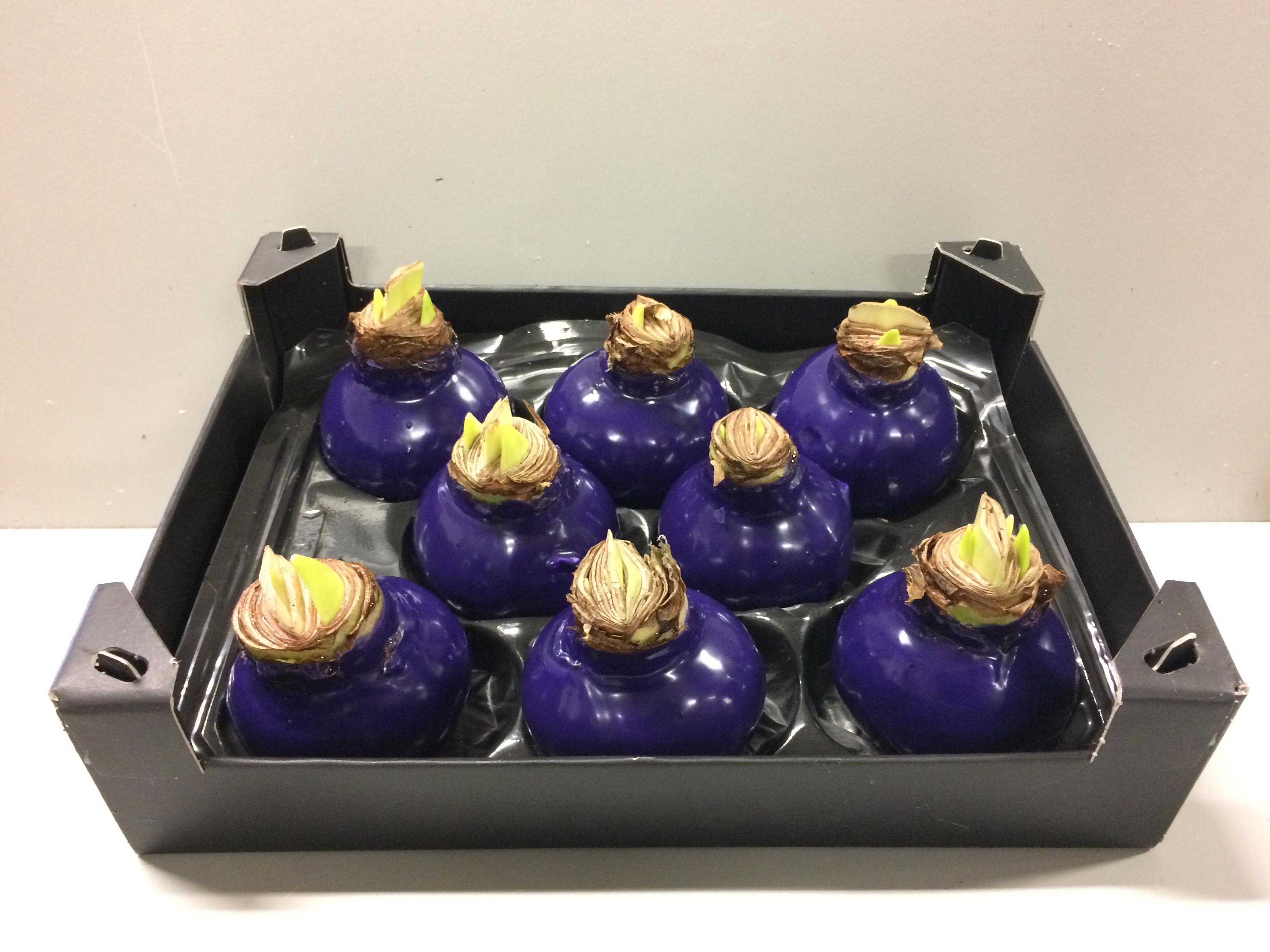8x Dc wax hipp.paars