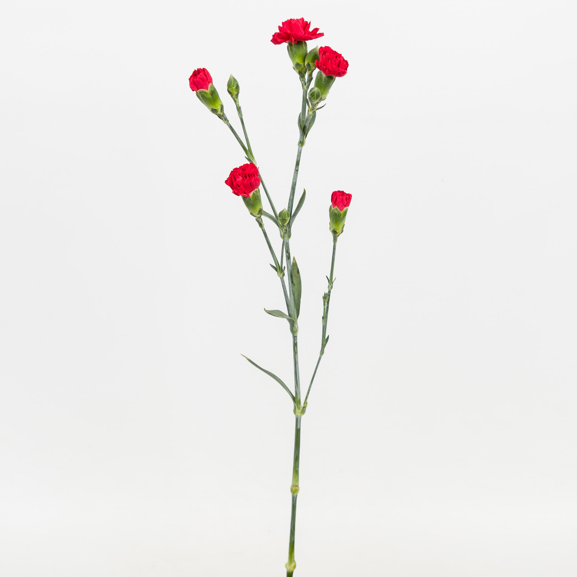 20x Dian.tr.aragon 60cm