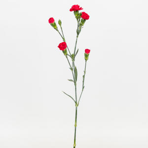 20x Dian.tr.aragon 60cm