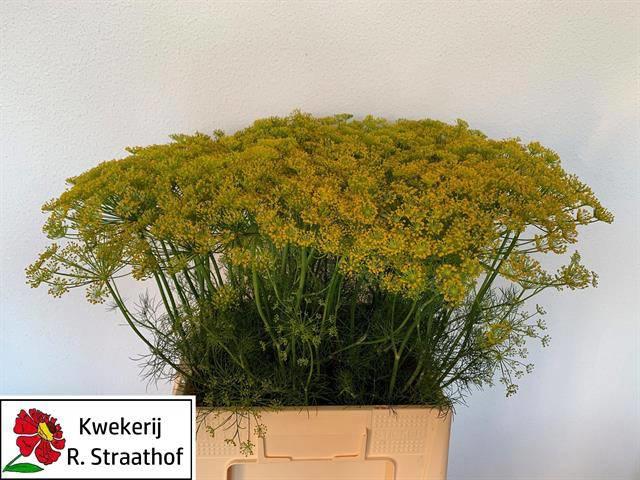 20x Anethum graveolens 60cm