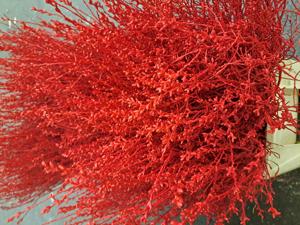 25x Tk myrica rood 60cm