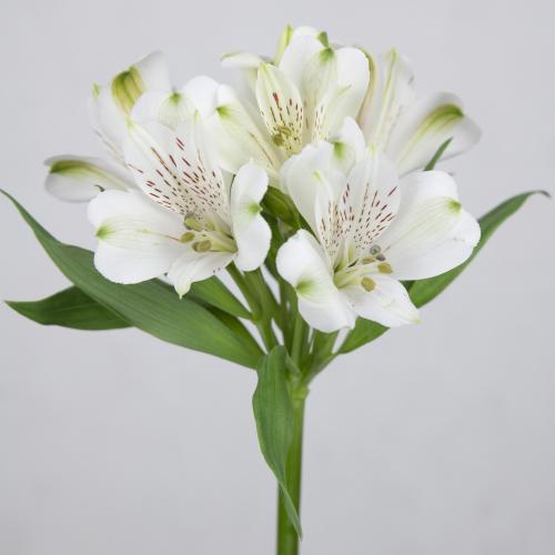 10x Alstroemeria white swan 70cm