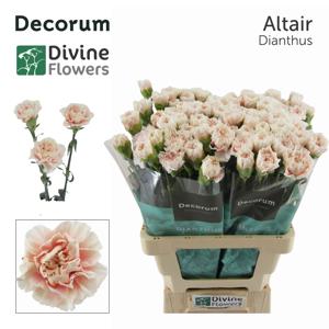 20x Dian.st.altair 60cm
