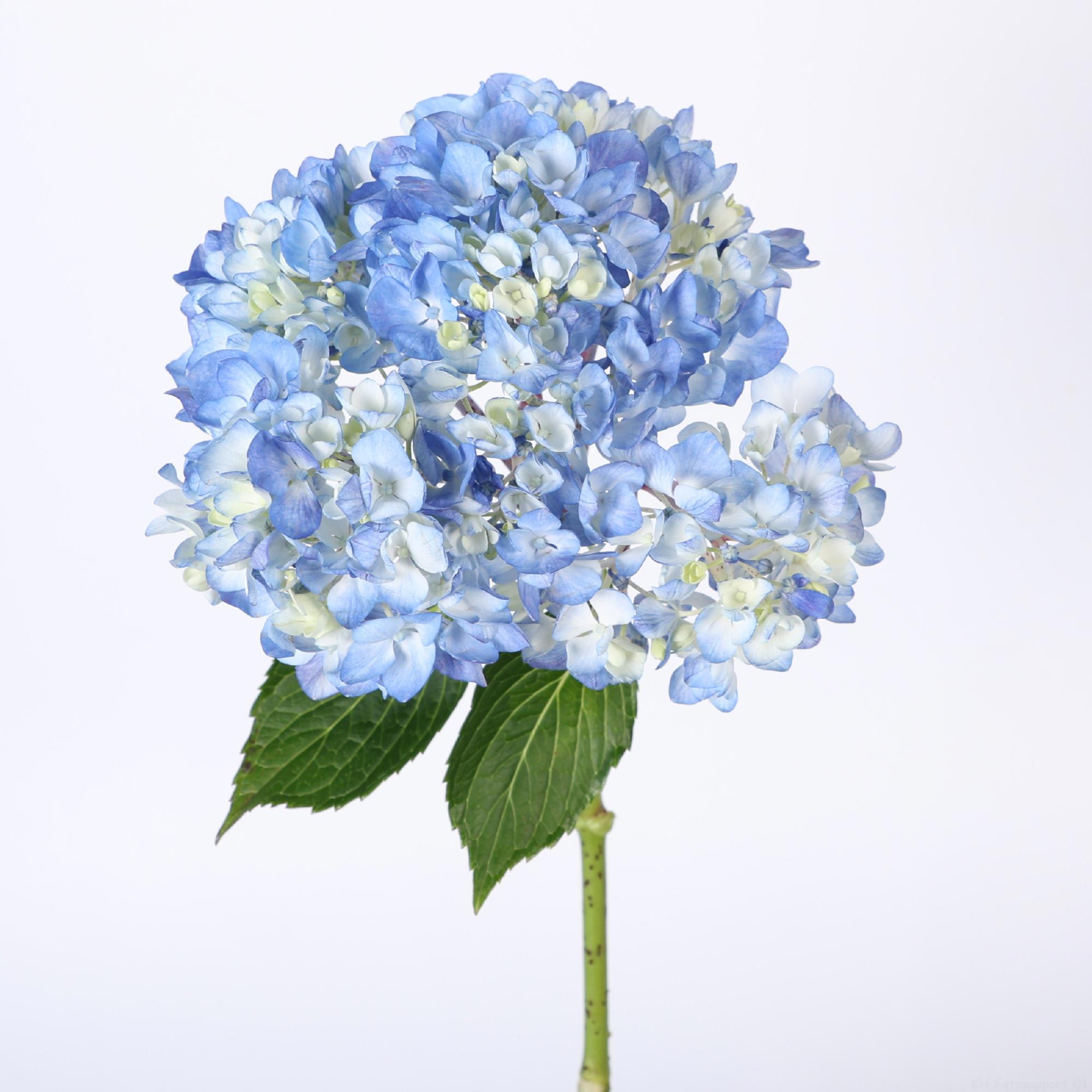 5x Hydr.shocking blue 50cm